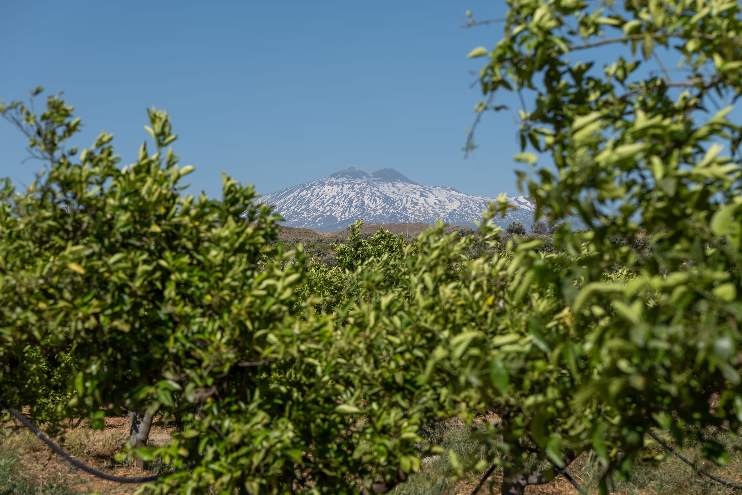 Un agrumeto in produzione con l'Etna innevato sullo sfondo