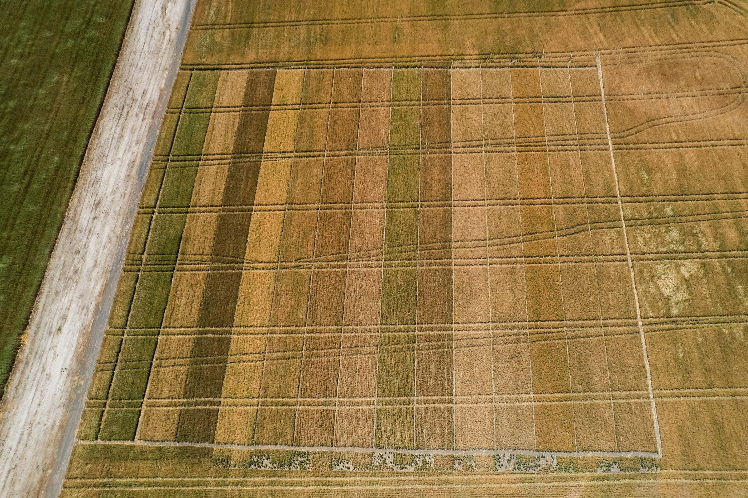 Ripresa da drone delle parcelle coltivate, con le linee di irrigazione visibili dall'alto