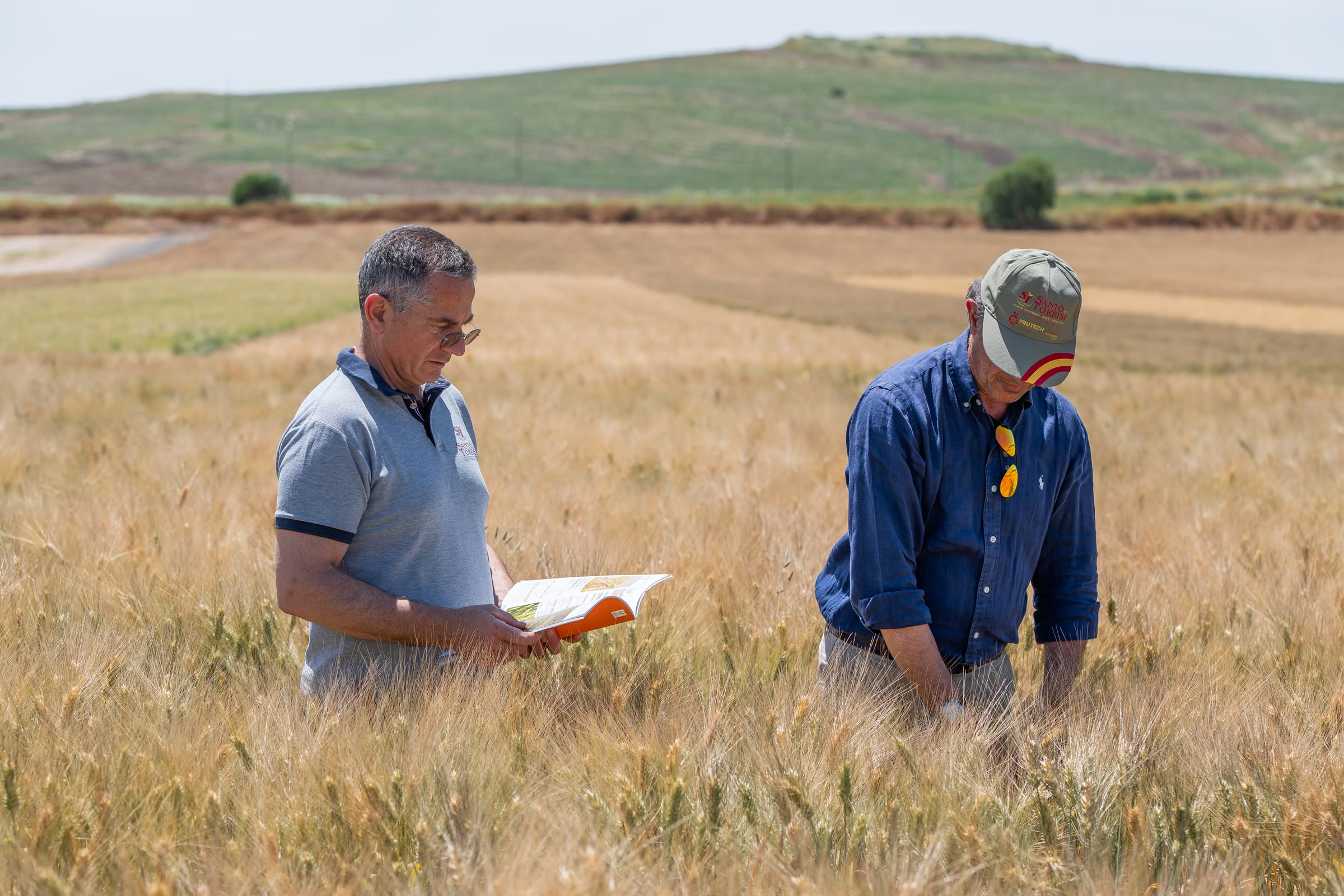 Spighe di grano mature osservate da vicino durante un controllo in campo