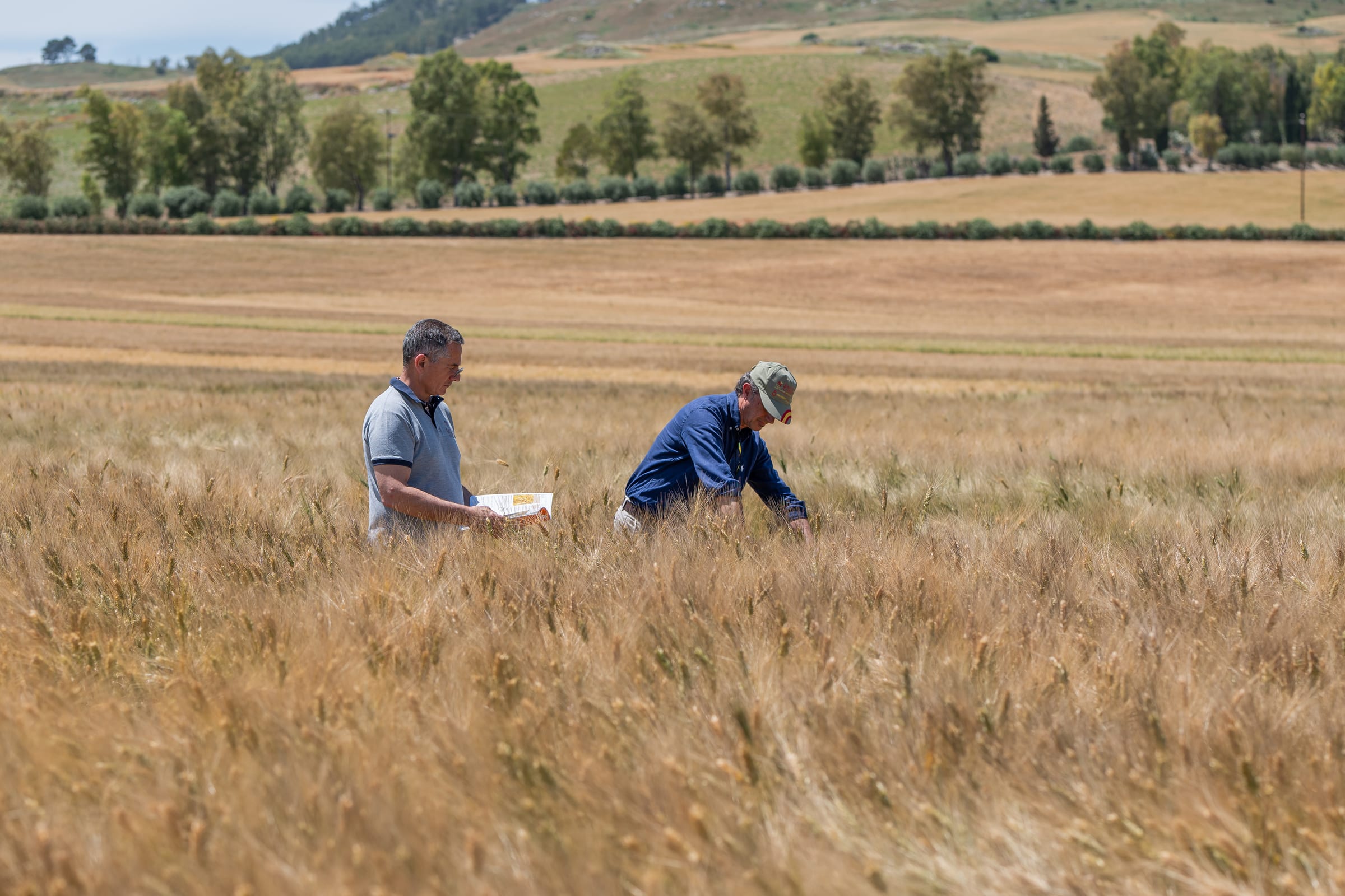 Due tecnici agronomi in un campo di grano durante un monitoraggio