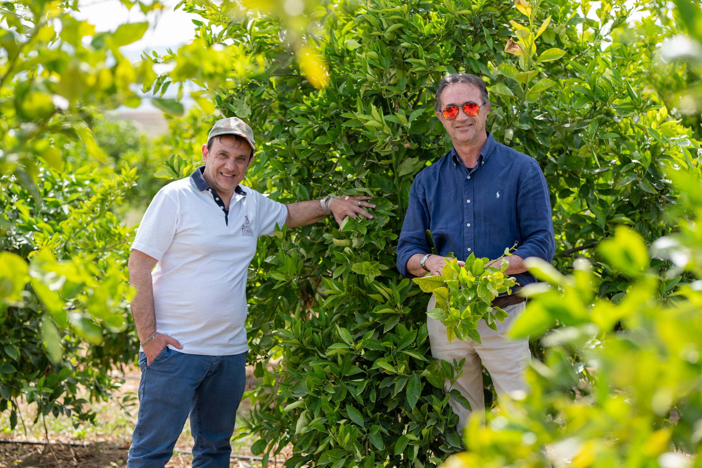 Due tecnici a colloquio fra le piante di un limoneto in produzione
