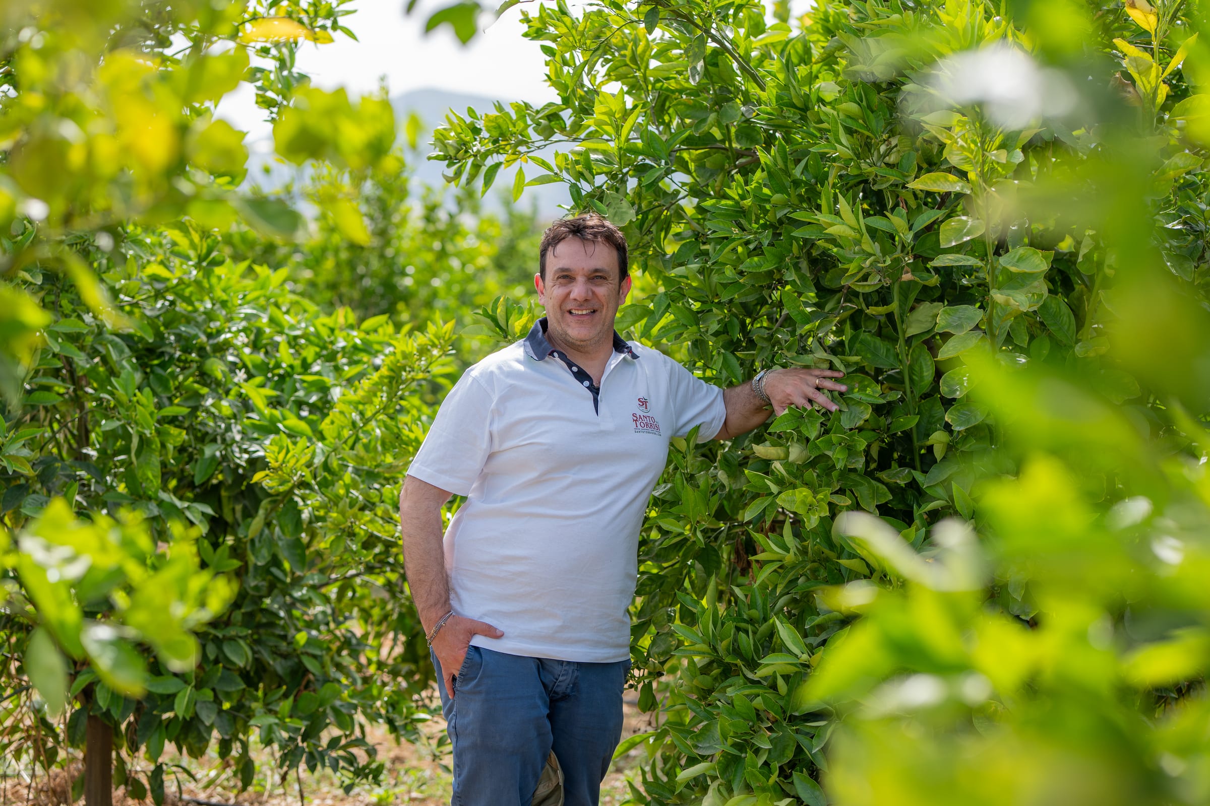 Il titolare fra le piante di un limoneto in produzione